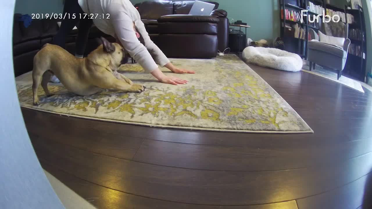 French Bulldog perfectly mimics owner's yoga moves