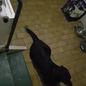 Husky rest in unusual place