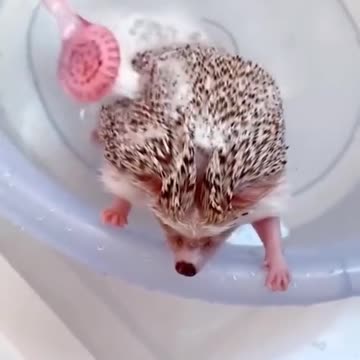 Hedgehog bathtime