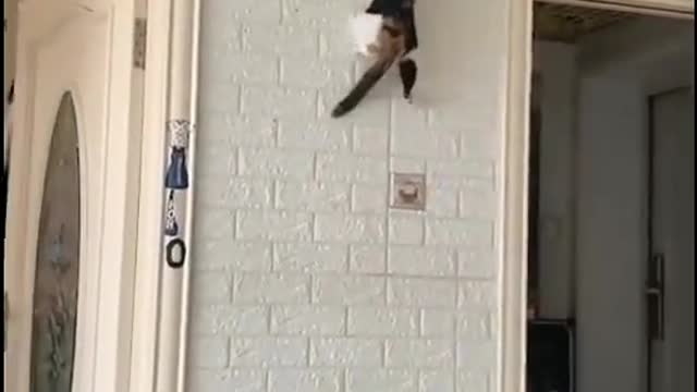 spider cat