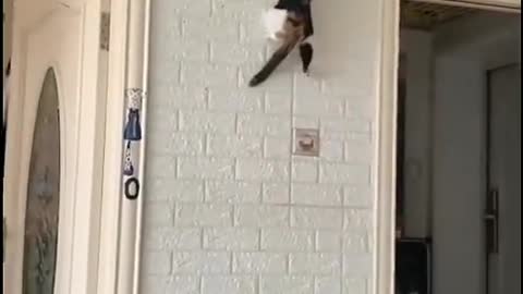 spider cat