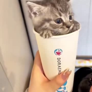 OMG So Cute Cat Video ❤ #cat #shorts