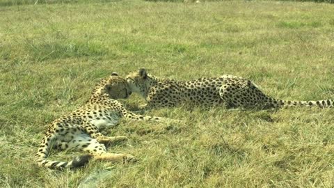 Amazing Pair Of Cheetah Sharing Some Love