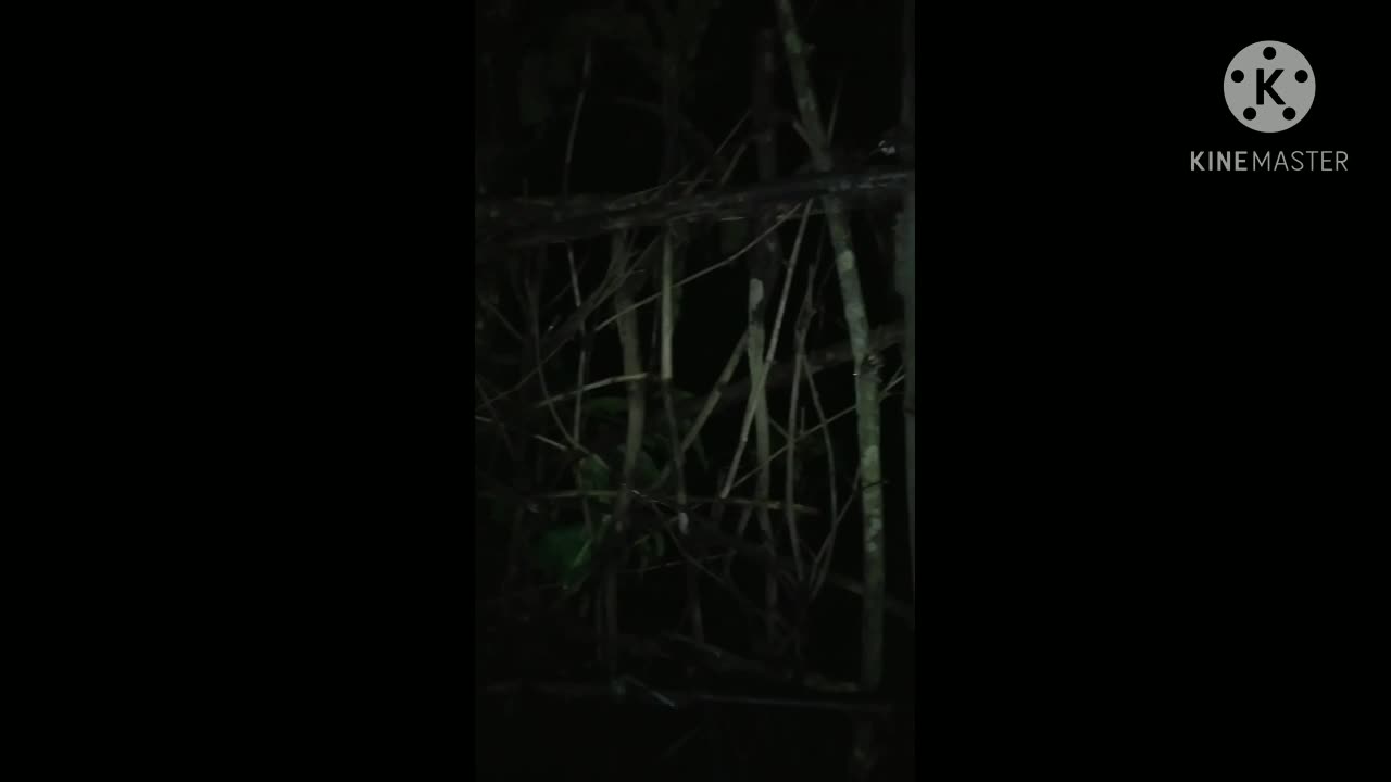 Sounds at Night
