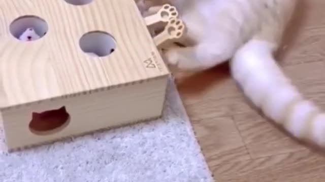 Nice video and cat