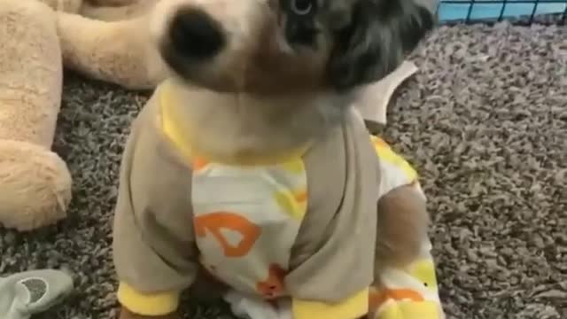 Jammies puppies cute funny today