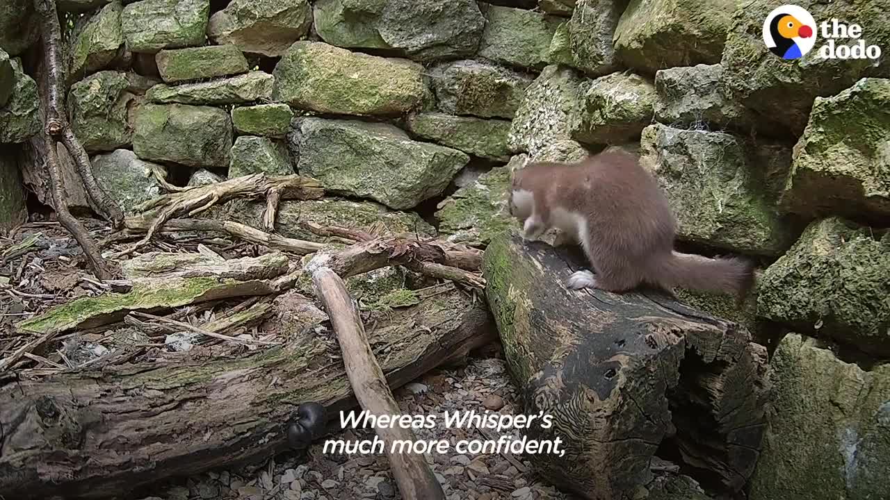 Tiny Baby Stoat Has The Best Reaction When She Meets Someone Like Her | The Dodo Little But Fierce