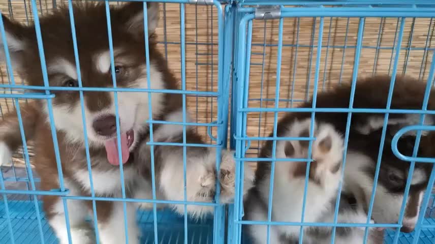 Husky twins so adorable