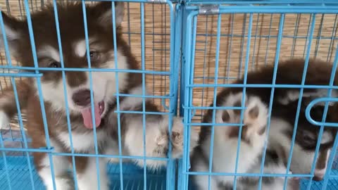 Husky twins so adorable