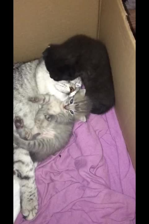 Mom cat with cute kittens