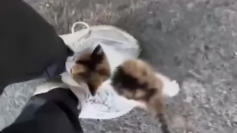 Funny video Funny animal Funny viral video cute animal trending video Funny