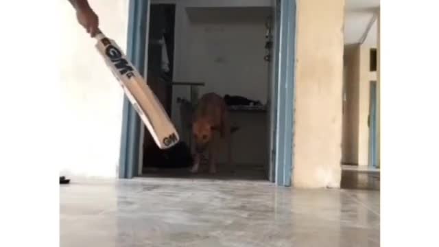 ANGRY AND FUNNY DOG