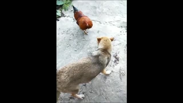 chicken vs Dog Fight