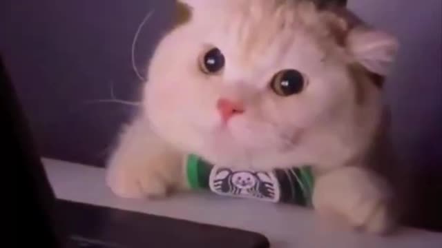 Cute Cats 🤣😻
