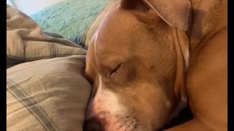Dog bad dreams want to awake his friend