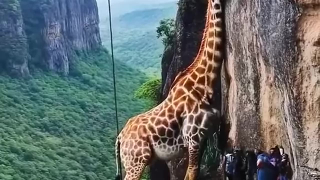 rescue poor trapped giraffe 🦒