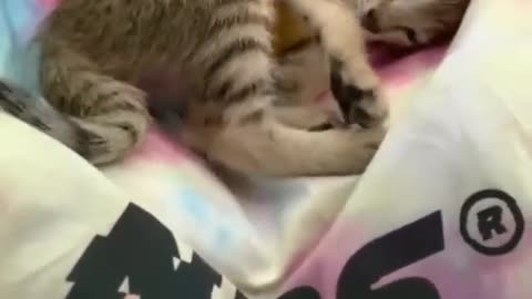 Mamas cat