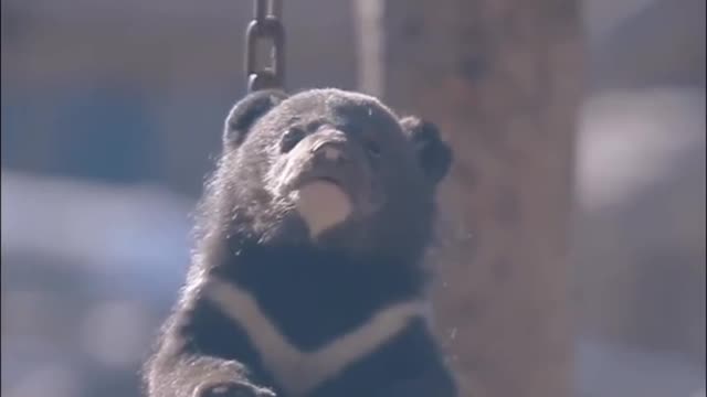 This little black bear is looking at something