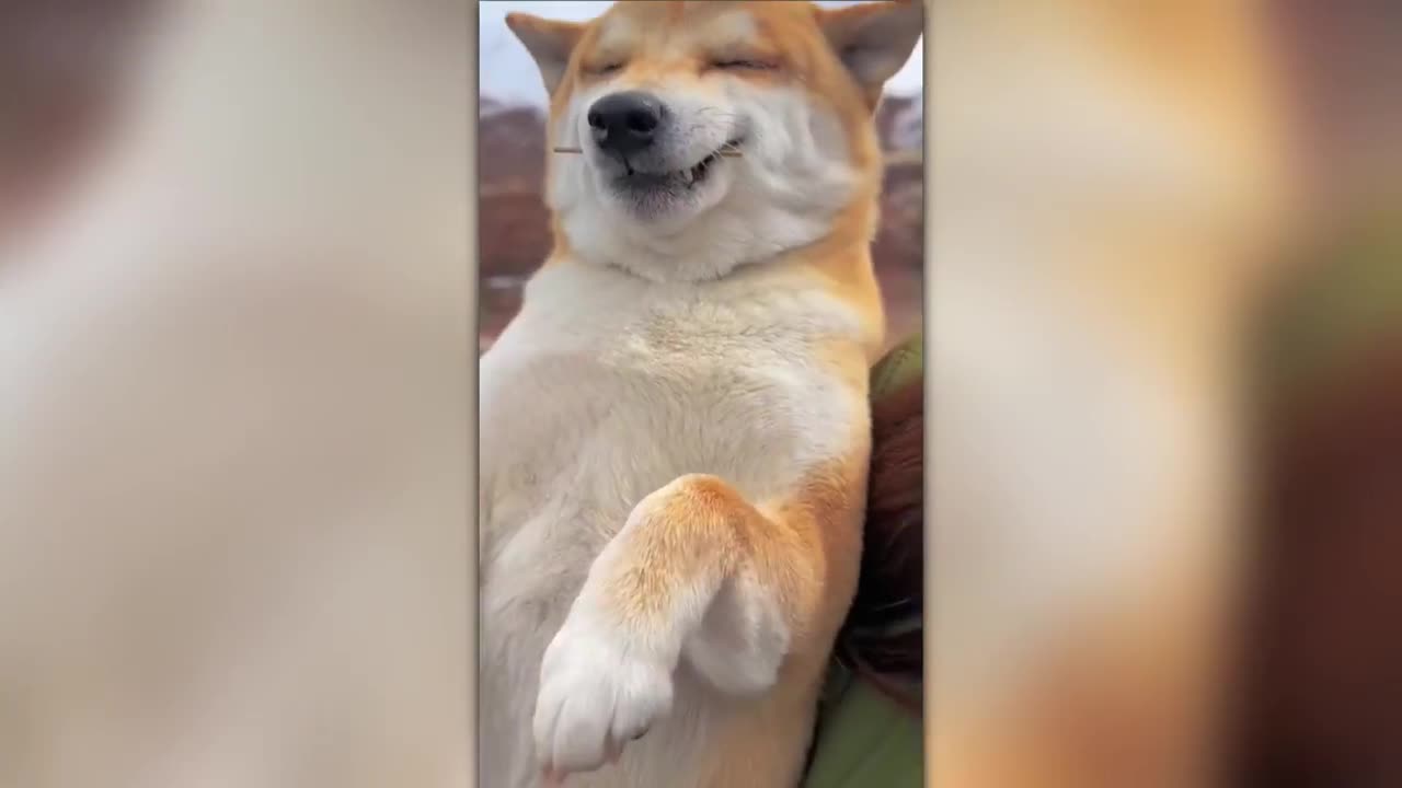 Laugh Therapy Unleashed: Funniest Cats and Dogs Video to Cure Your Blues