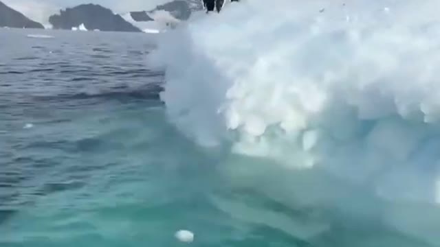 Penguins are diving into the water