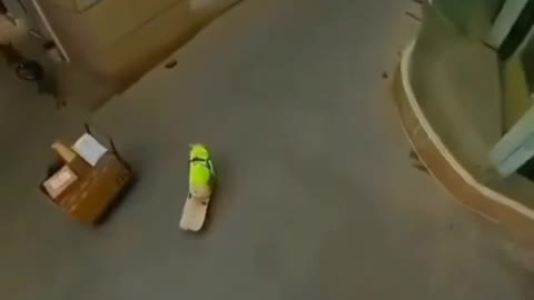 Radical dog skateboard