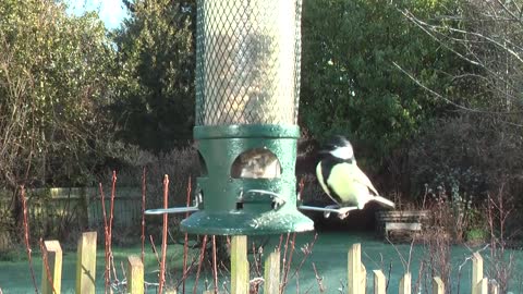 feeding the birds