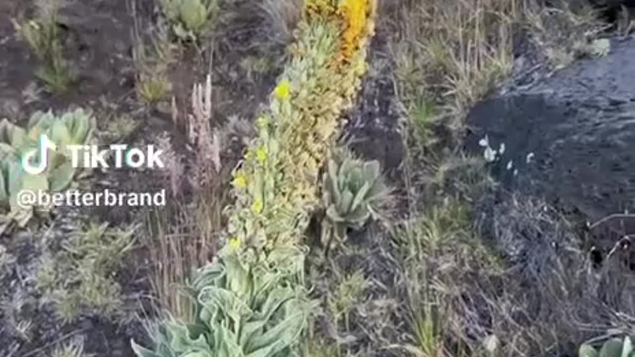 Take care of your lungs