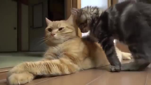 The kitten that got everyone Funny cats and funny kittens