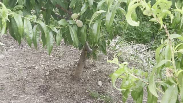 the peach tree is about to open. you can eat peaches right away