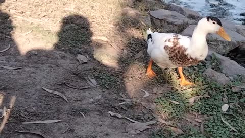 Duck Cute Video By Kingdom Of Awais