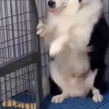 Try not to laugh. Funny dogs.