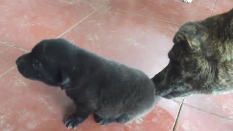 Sounds Puppies call their mother! The story of dogs