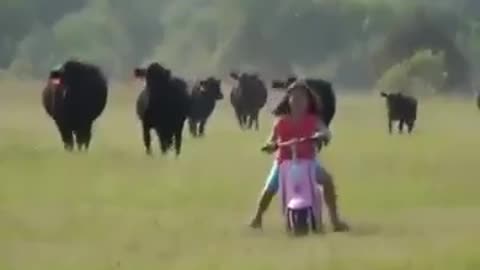 Animales super divertidos