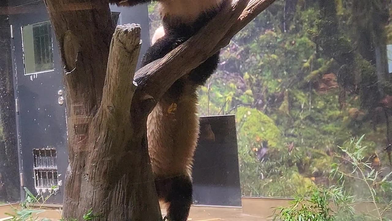 Pandas Play at Zoo in Japan