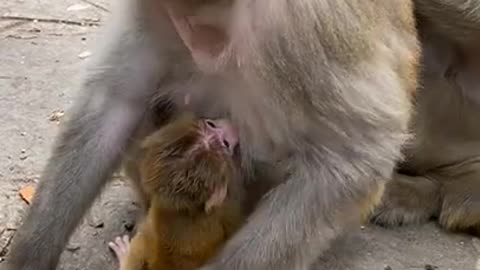 Cute Monkey China & Funny Love monkey| Animals Love