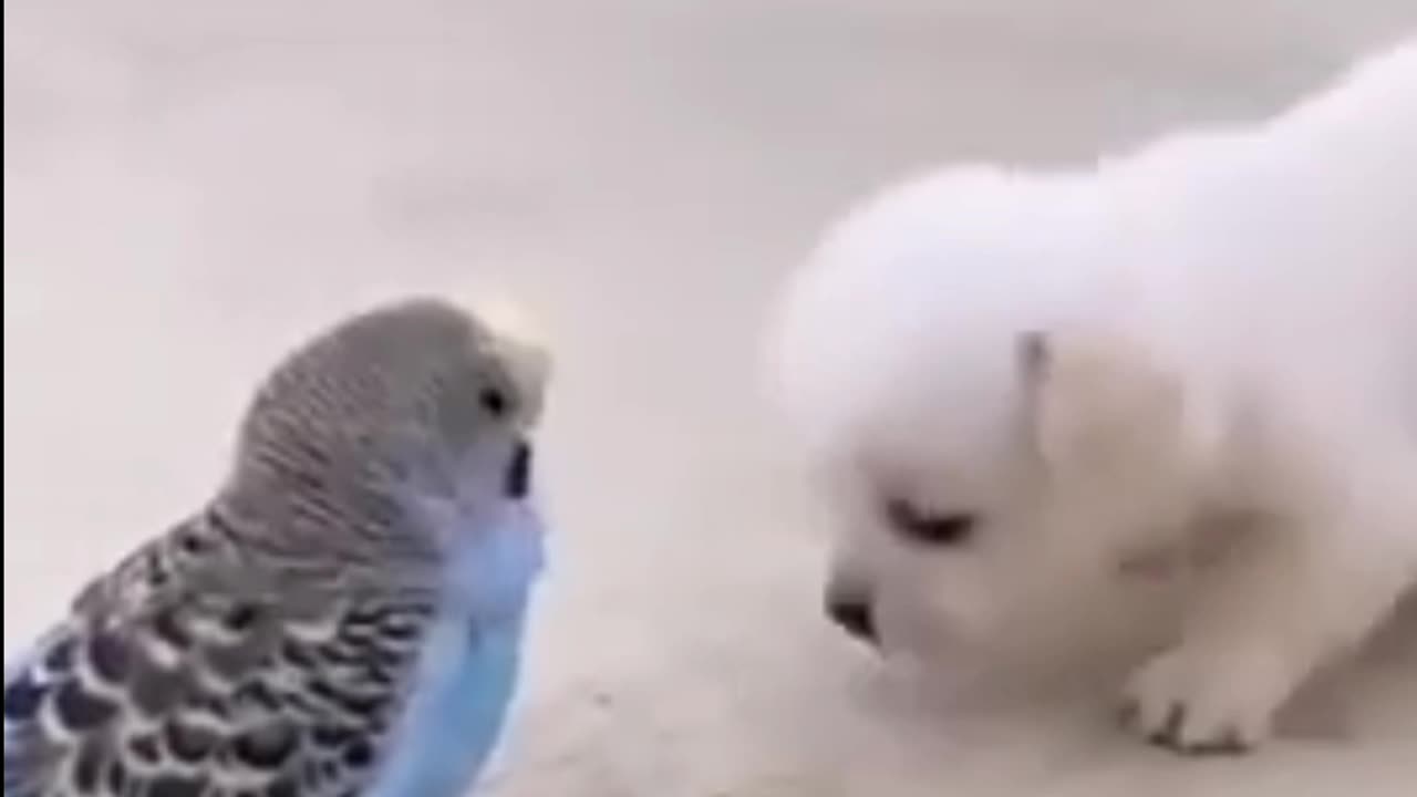 Cute dog and bird love