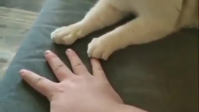 Cat watch movie 🍿🎥😂 and see reaction very funny 🤣