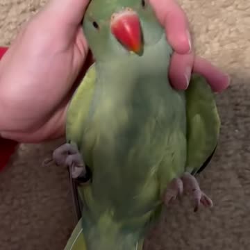 Just hanging out 😌 #cuteanimals #talkingparrot #funnyanimals #talkingbird #babyanimals #parrot