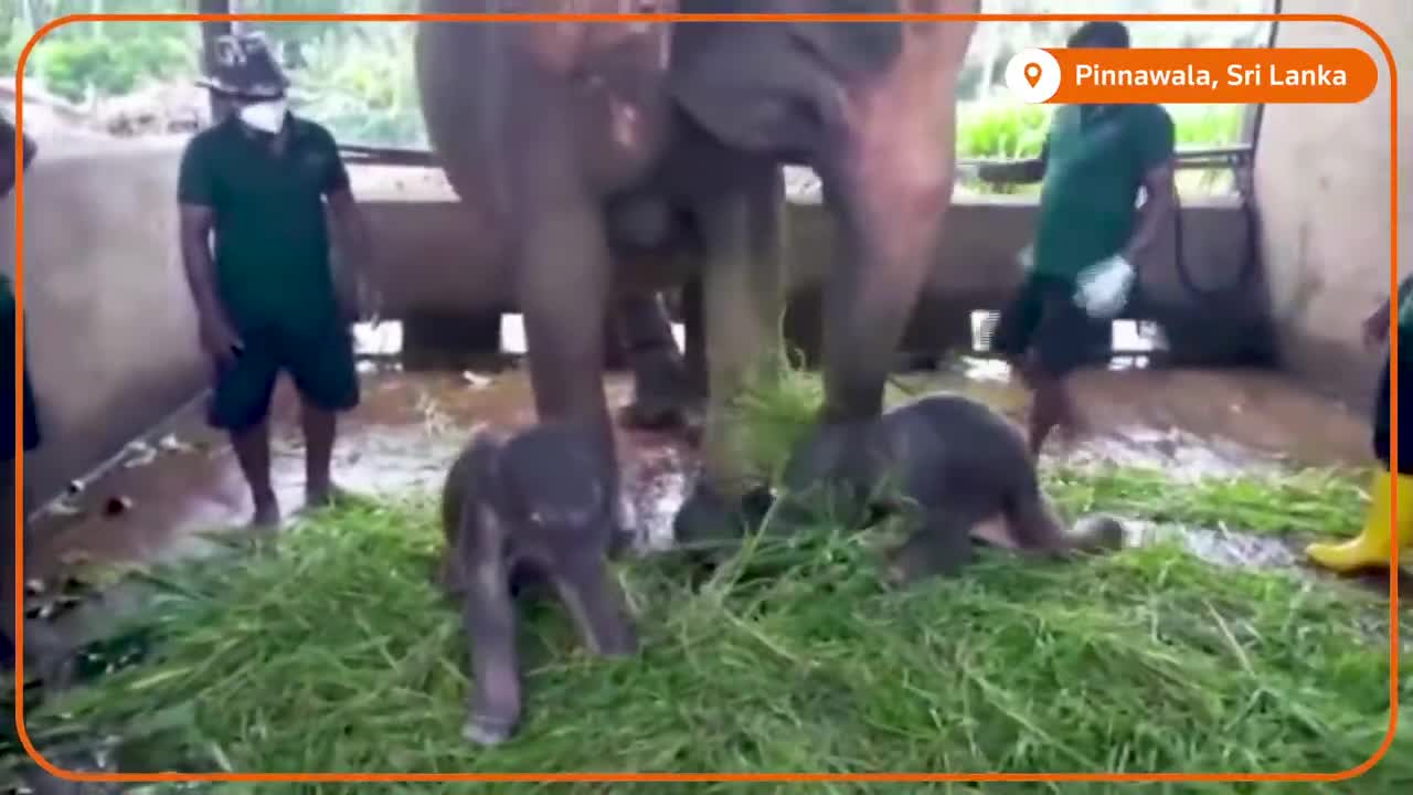 Rare twin elephants born 🐘❤