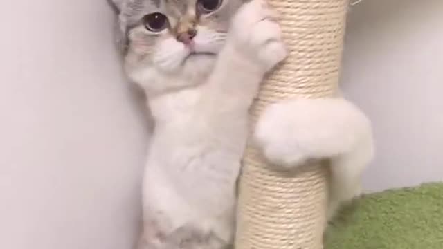 look cat reaction
