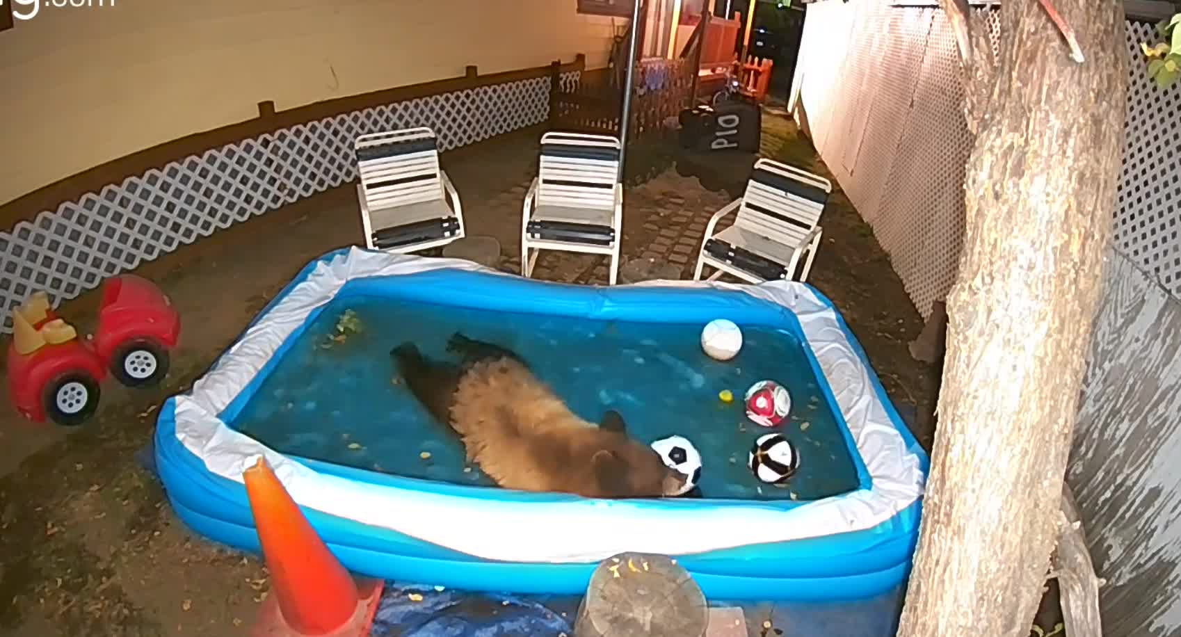 Bear Goes to Pool to Keep Cool