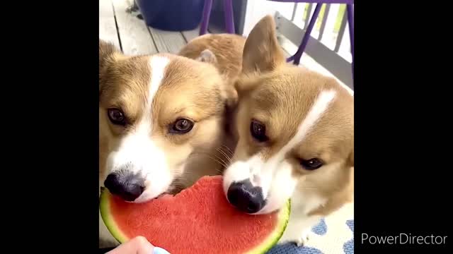 Funny Animal Videos 2022 😂 - Funniest Cats And Dogs Videos 😺😍 #6