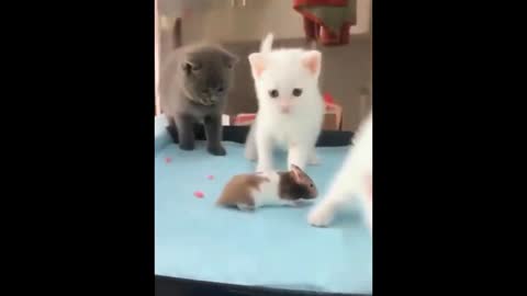 Cats and Dogs Funny Videos