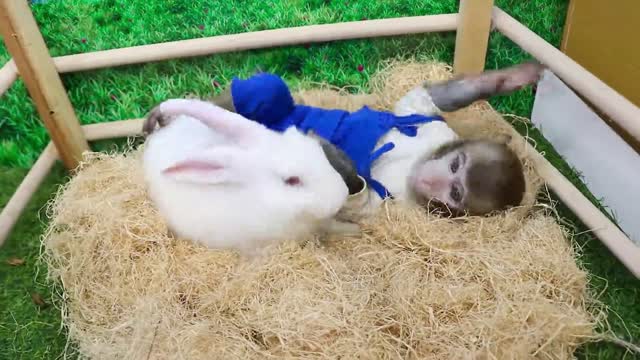 monkey and its bunny friend