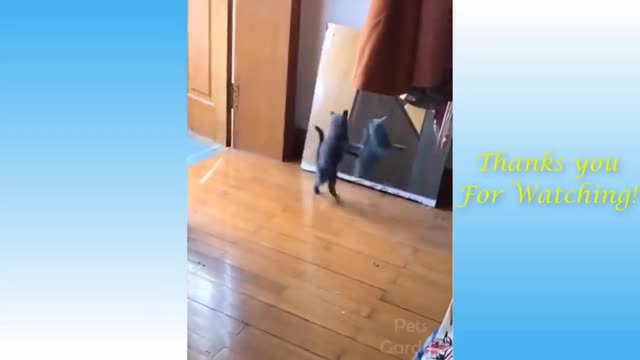 Funny animal video