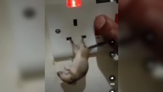 Rats funny video