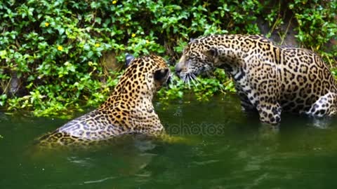 two jaguar