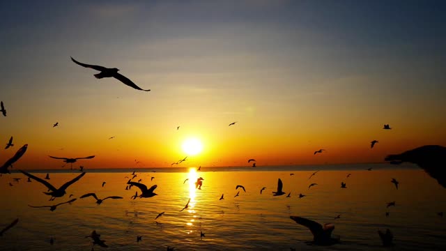 Seagulls at dusk