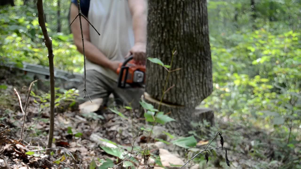 Tree cutting and splitting beams