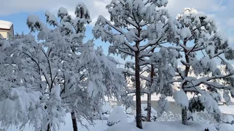 White christmas in korea